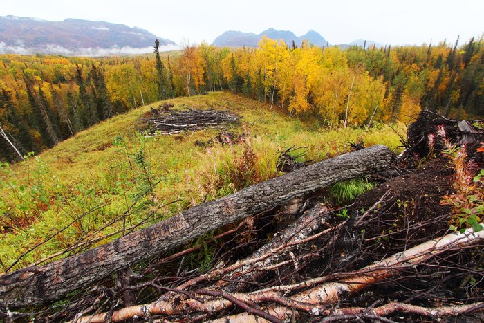 Usibelli Coal Mine company cleared a swath along the south edge of Wishbone Hill, in preparation for building a mine road if a new mine opens here.