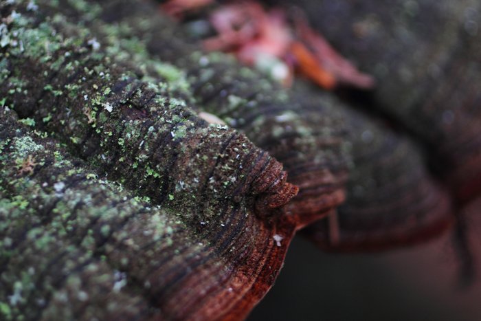 This parasitic fungus infects conifers - in this case a spruce tree near Seldovia.
