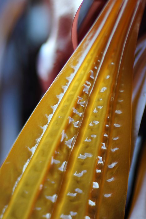 growing in profusion on all the rocks