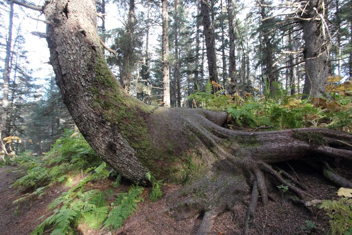 Giant tree root.