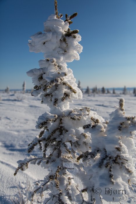 Wind and ice fog coat the landscape with rime ice on the Seward Peninsula.