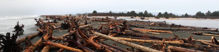 Trees from atop eroding clay bluffs litter this beach in the thousands.