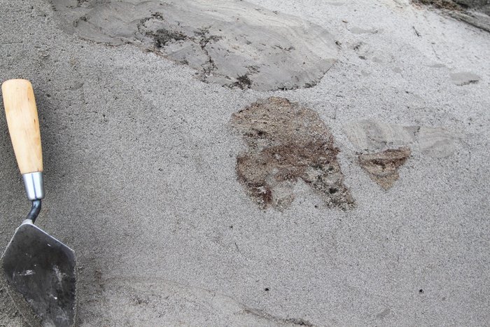 The smooth sediment is lake sand and silt homogenized by liquefaction, while the fragments of sediment with layers in them are rip-ups.  Though most rip-ups are the un-homogenized version of the same silty sand, the browner coarser rip-ups are actually composed of beach sediments from above the liquefied layer, and must have sunk down into it while it was fluid.