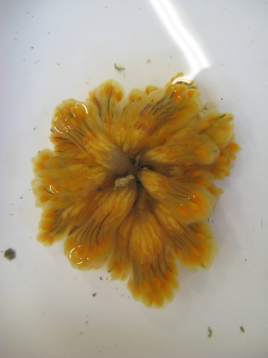 Nickname: "Sea salmonberry"