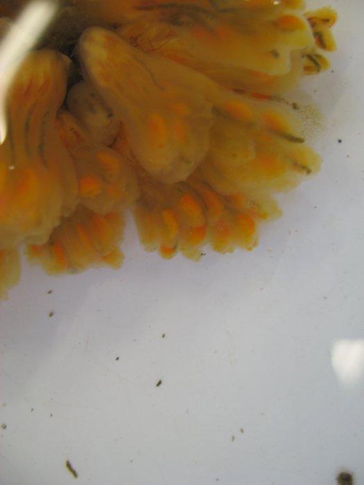 Nickname: "Sea Salmonberry"