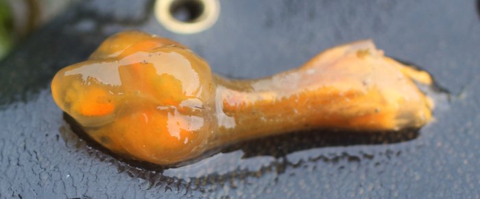 Nickname: "Sea Salmonberry"