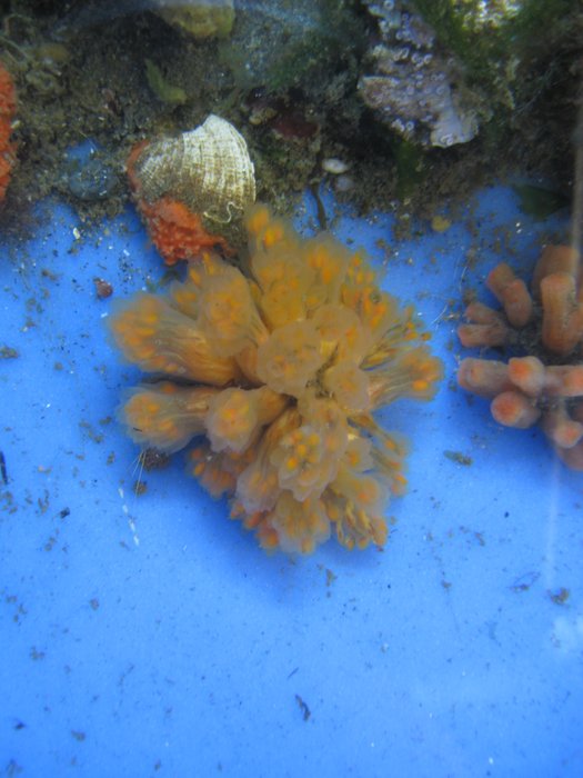 Nickname: "Sea Salmonberry"
