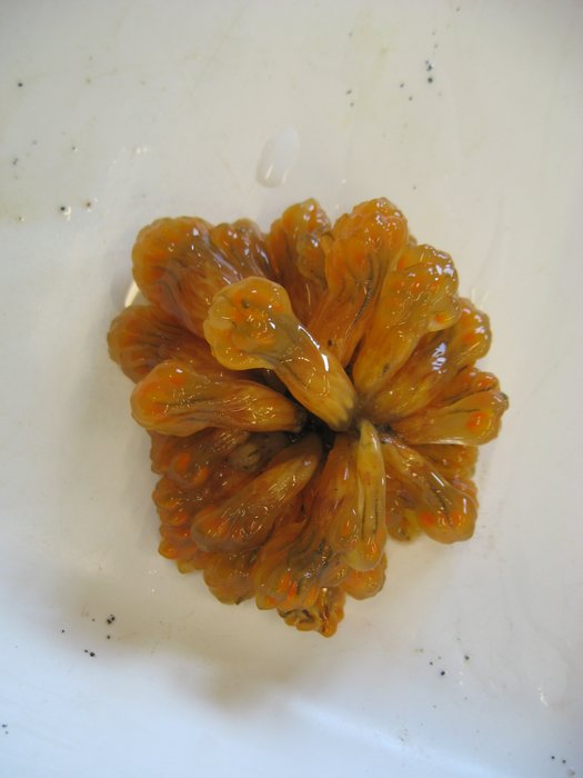 Nickname: "Sea Salmonberry"