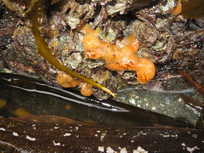 Nickname: "Sea Salmonberry"