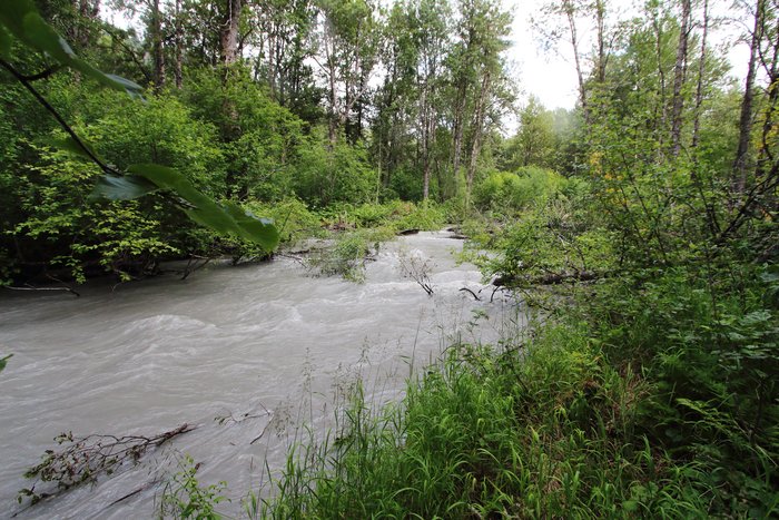 This river is changing course, diverting from a broad braided plain into a narrow channel through thick forest.