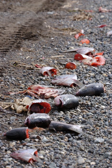 Fish heads and tails discarded on the beach at Clark's Point in Bristol Bay.