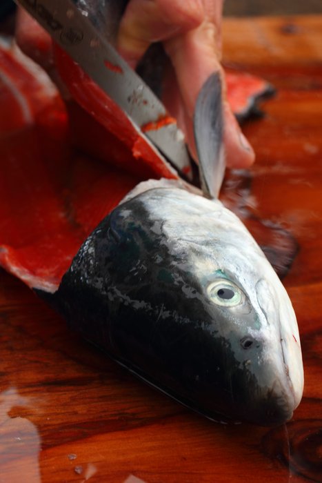 Preparing salmon snagged in Tutka Bay.