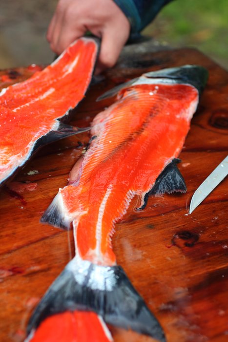 Preparing salmon snagged in Tutka Bay.