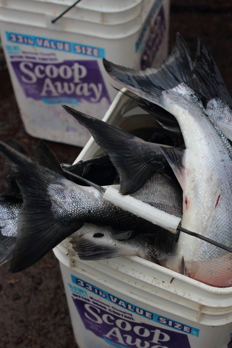 Preparing salmon snagged in Tutka Bay.