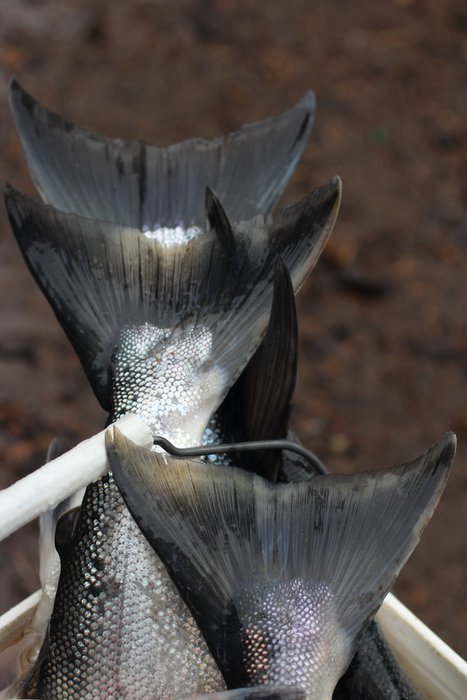 Preparing salmon snagged in Tutka Bay.