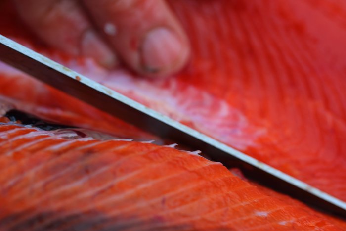Preparing salmon snagged in Tutka Bay.