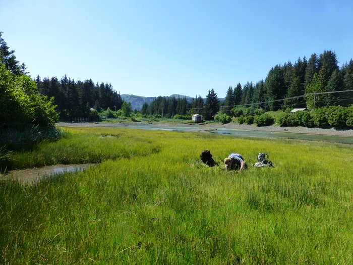 Hig collects a sample of peat near the Seldovia airport.