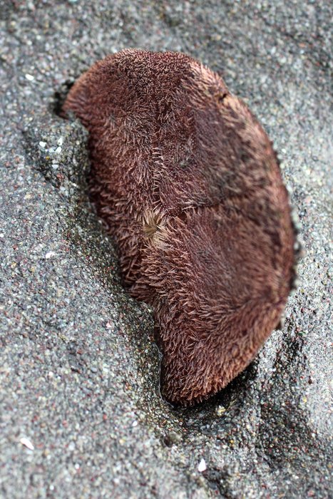 A few of the sand dollars were lodged upright in the sand, as if they'd failed to take their cues from gravity this day.