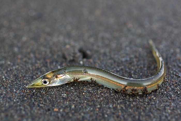 We found these tiny fish wriggling all over the low tide sandbar at Outside beach