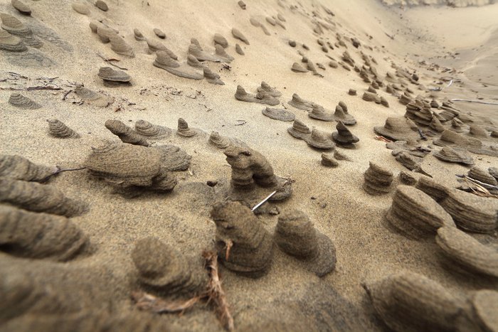 Strong wind on wet sand scours out strange little pillars in the dunes.