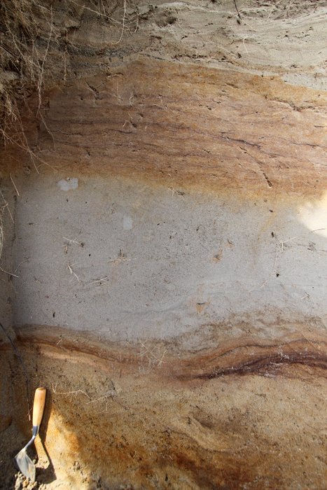 The gray sand in the middle of this photo is probably sand blown out onto the surface of the ground because of liquefaction.