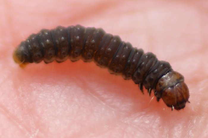 This looks very similar to a <a href="http://www.groundtruthtrekking.org/photo/blueberry-maggot/">larvae</a> I found inside a blueberry last year.