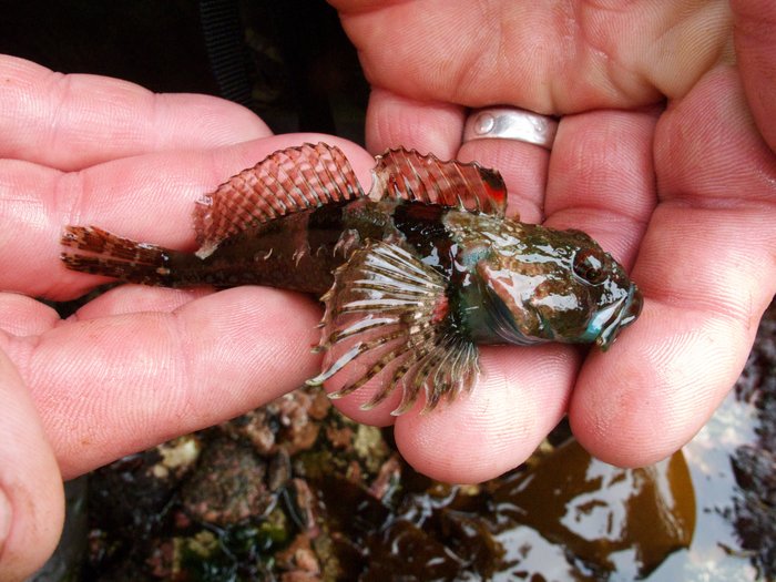 Sculpins are bottom dwelling fish in the order Scorpaeniformes. They use their pectoral fins to stabilize themselves and have spines instead of scales.