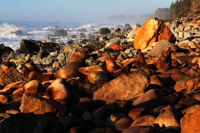 Sea lions hauled out on a boulder beach stained brown with repeated use, near the Malaspina Glacier