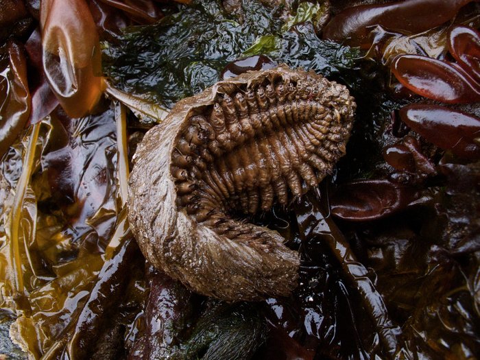 The Sea Mouse (Aphrodita) is a photonic wonder of the natural world. A polychaete worm, it resembles a mouse because its top is covered in hairs. When incident light strikes the hairs, their crystaline structures tune the reflectance and make new colors appear. The efficiency of refraction is on par with the most state of the art fiber-optics engineering technology.