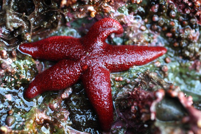 Low tide explorations around Seldovia, on Kachemak Bay