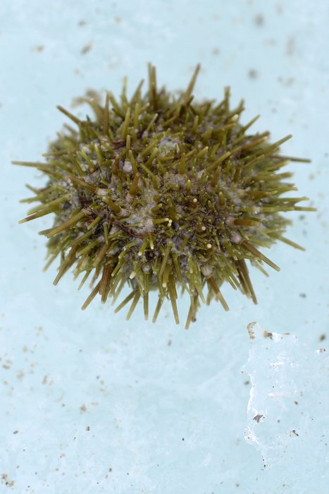 The ice in spring was a museum of what lived on the ocean floor the fall before