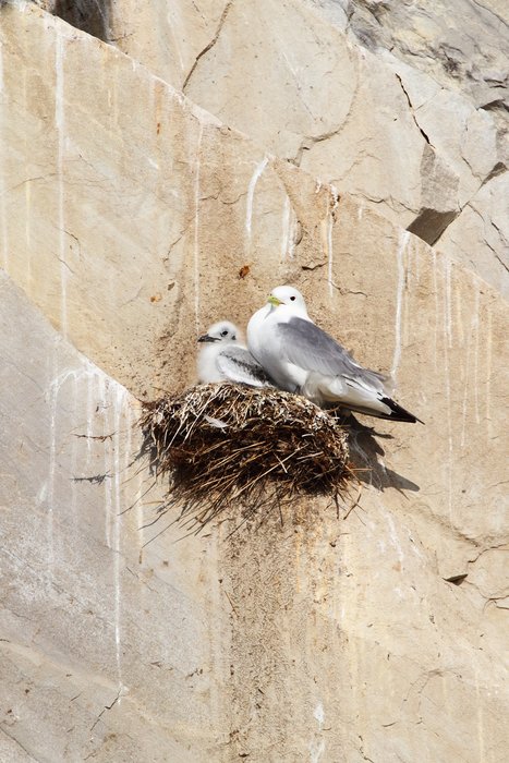 Hundreds of thousands of seagulls choose the Lisburne coast for raising young.