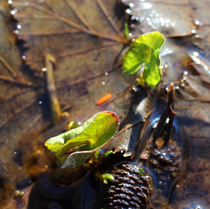 Leaves sprout from a patch of wet thawed ground in a world of snow.