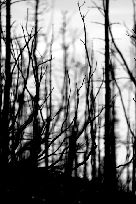 Brush and trees are stripped of leaves, bark, and small twigs, but still standing.