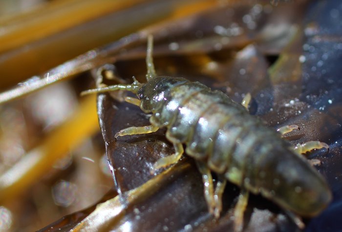 On a piece of kelp at Inside Beach, Seldovia Bay