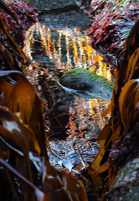low tide at Naskowak Point, Kachemak Bay