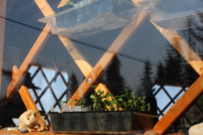 Earlier in the season, the seedlings enjoyed a less-crowded windowsill
