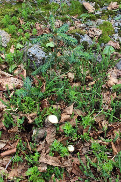 We cut small alders along the trail, but leave small spruce and hemlock to grow, in hopes they will one day make the trail here more easily maintained.