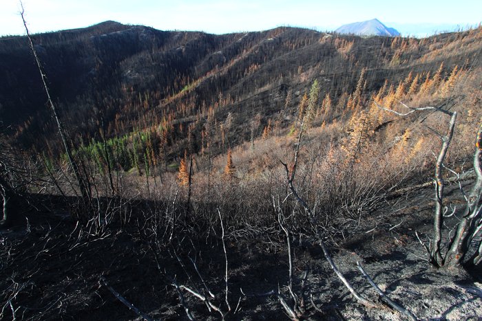 The fire left little living.