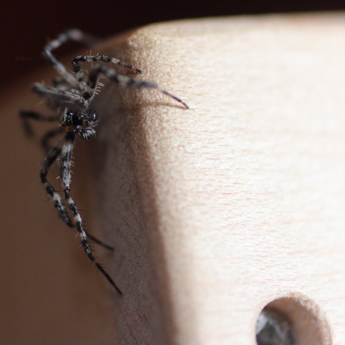 This spider didn't want to walk into the light where I could take its picture.
