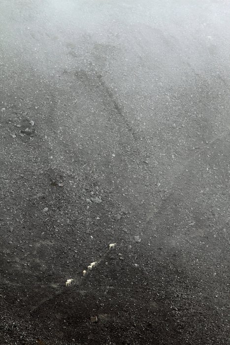 Sheep and caribou criss-cross the gravelly slopes of the Lisburne Hills with narrow paths.