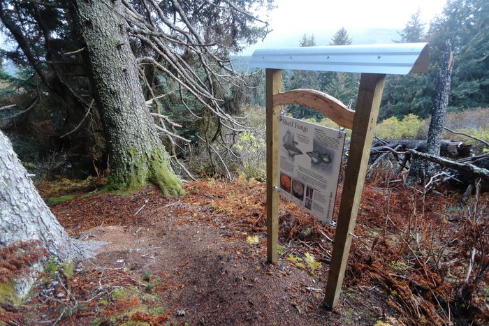 Compare and contrast two common perennial shelf-fungi:  Bear's bread and red ring rot.