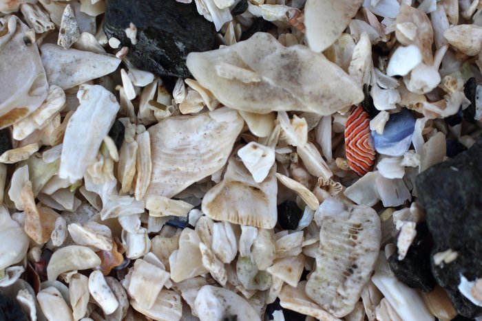 A striped chiton shell among other less striking debris.