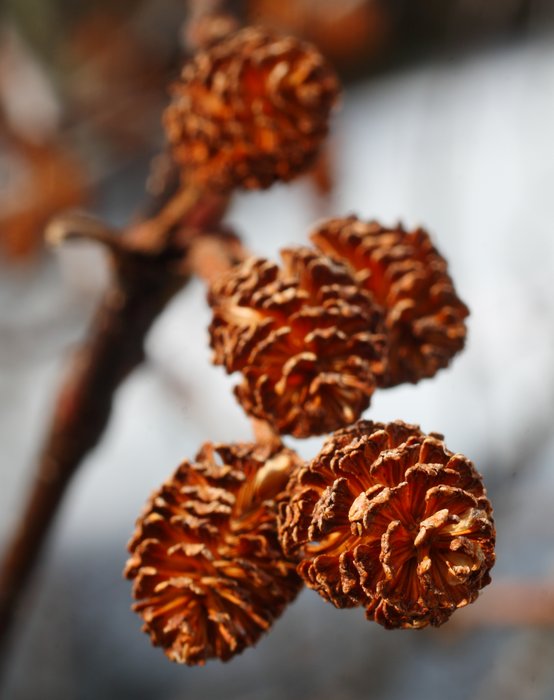 Sitka hardly has a monopoly on "slide alder" which is common south of Washington all the way up to the Brooks Range of Alaska