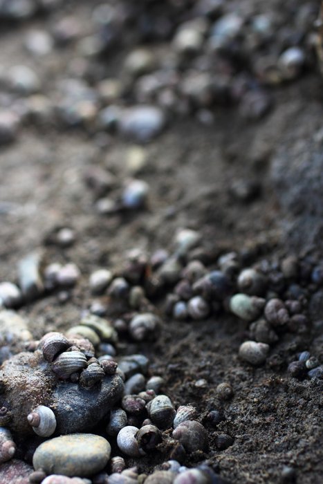 How much effort must it take for slow snails to form such aggregations? Waiting for the tide to come in in the upper reaches of Hoen's Lagoon.