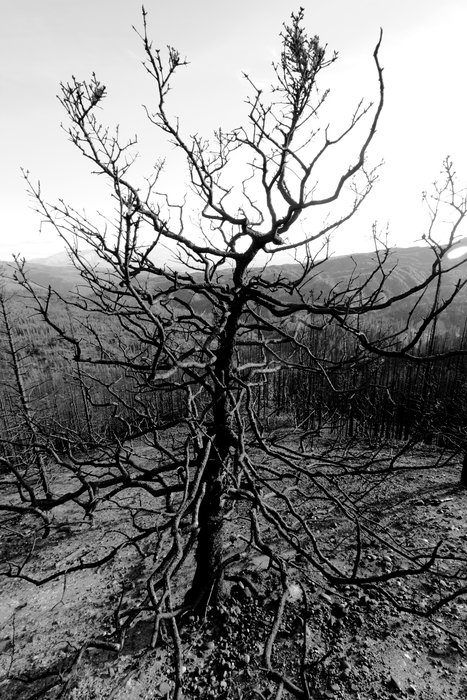 Given how scorched the whole landscape was, it's amazing the little tuft of needles survived on this short spruce.