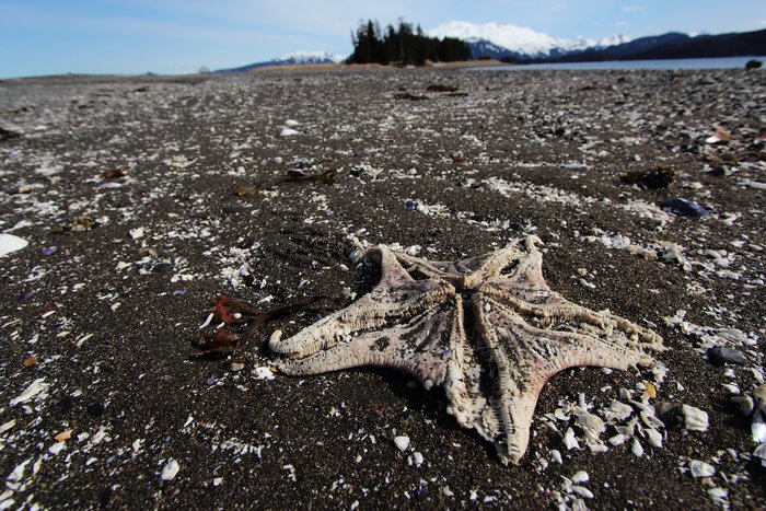 The hard parts of a sea star, gradually disarticulating on the beach.