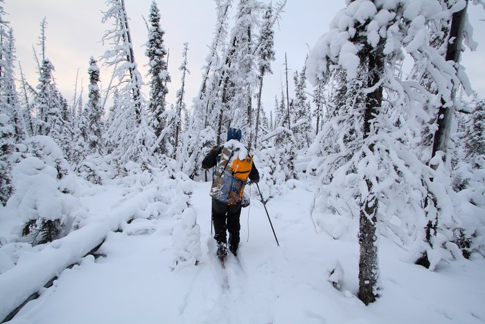 In Copper Basin, as in much of southern Alaska, warming has allowed the spruce bark beetle to devastate large swaths of forest