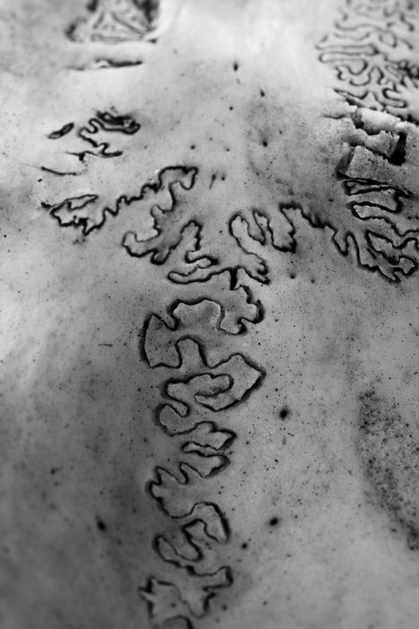 The intricate sutures at the crown of a caribou skull.