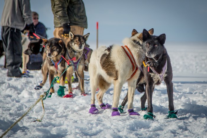 A Kobuk 440 dog team waits for the race to start.